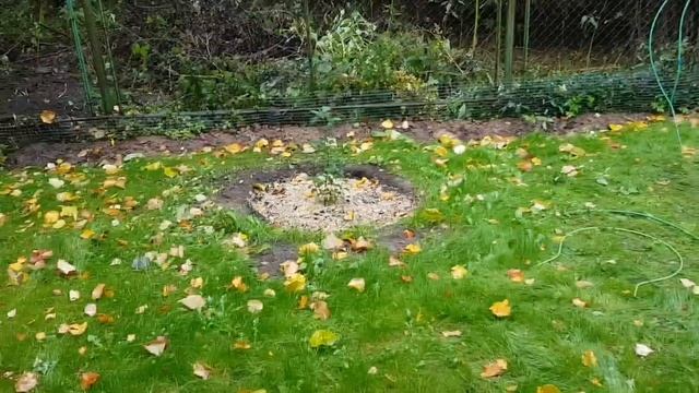 Метельчатая гортензия Диамантино смотреть онлайн