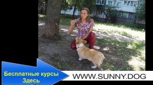 Что делать, если собака писает на постель хозяев? Причины. Как реагировать