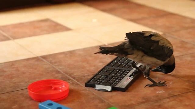 Дневник домашней серой вороны. Часть первая: Знакомьтесь, Муся! смотреть онлайн