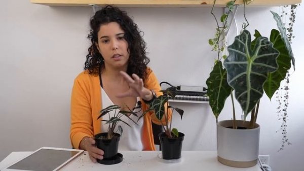 Alocasia Polly vs Alocasia Bambino | Differences, plant patents, and who gets to name the plants