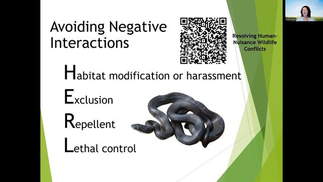 10 Reasons Why Snakes Are Great for The Ecosystem +Learning About Georgia Snakes. смотреть онлайн