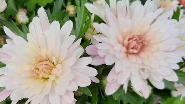 Желаю счастья здоровья Всё будет хорошо смотреть онлайн