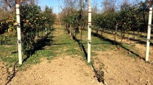 Ежевика Натчез. Формировка на зиму.