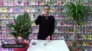 Как вырастить дерево кофе из семян в домашних условиях? / Кофе арабика комнатное растение