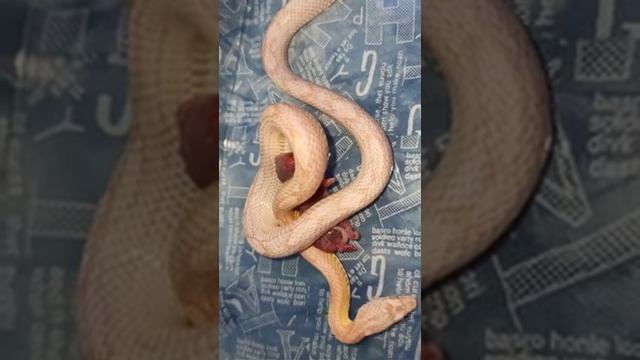 Кормление маисового полоза Карамельки. смотреть онлайн