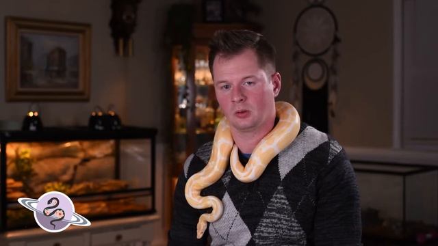 5 Ball Python Social Media Tips, Tricks, and Hacks to Grow Your Instagram смотреть онлайн