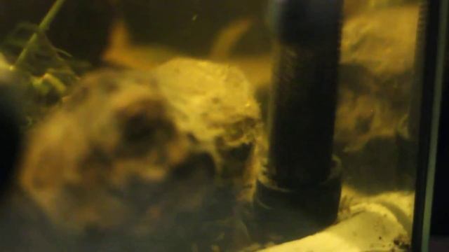 nanochromis transvestitus rarität im aquarium... смотреть онлайн