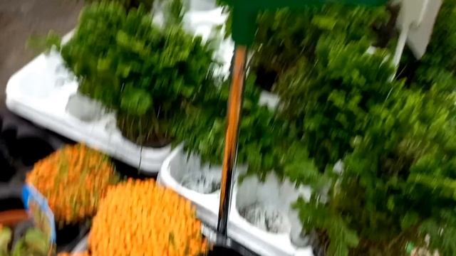 MENEKŞE, KALANŞO, CALATHEA CROCATA ÇEŞİT VE FİYATLARI #BURSA #BAUHAUS