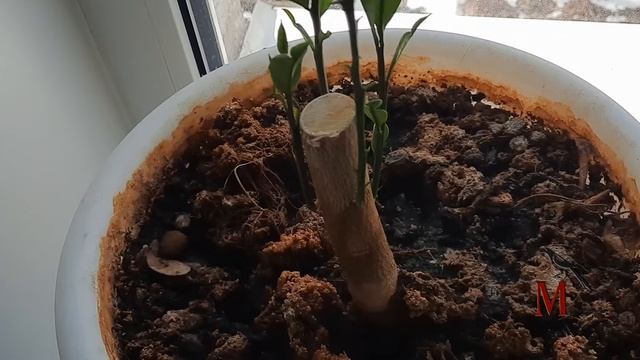 Мандариновое дерево после жёсткой обрезки смотреть онлайн