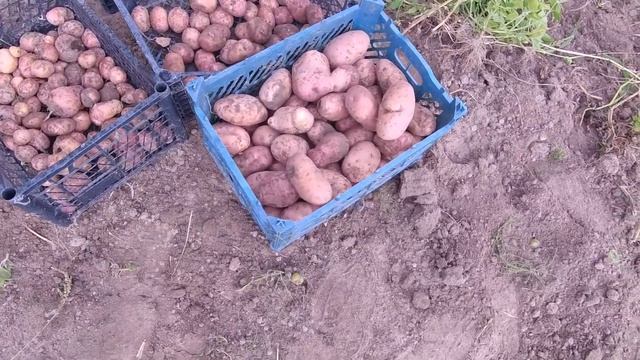 Начали копать картошку,урожай радует, эксперимент с навозом удался.