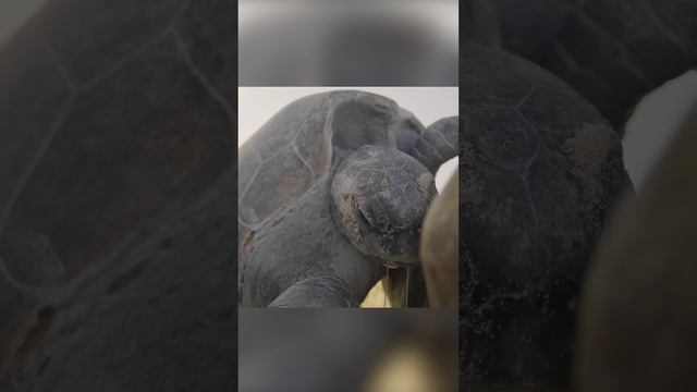 Все черепахи хотят на остров Рейн, но не все вернутся. смотреть онлайн