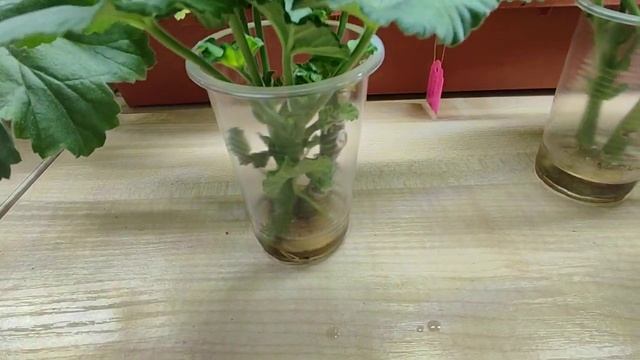 Опыт по укоренению пеларгоний в воде. Часть 2. 10 дней с момента срезки черенков.