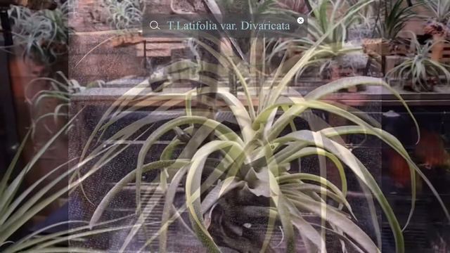 2021年9月8日【チランジア】　育成中のTillandsia紹介！！VOL.6　　　　　Introduction of Tillandsia cultivated in my room Vol.6 смотреть онлайн