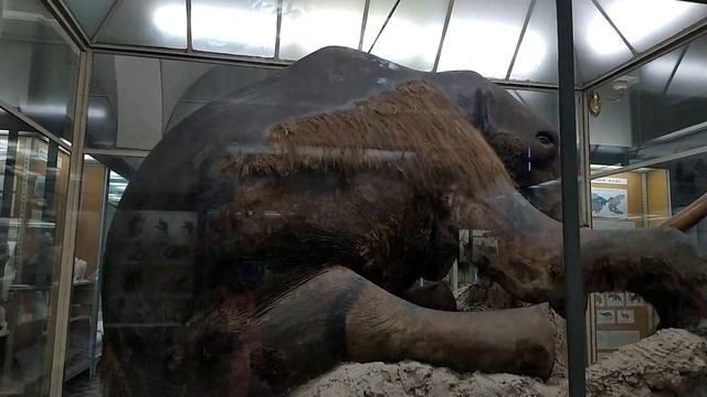 Зоологический Музей в г. Санкт Петербург смотреть онлайн