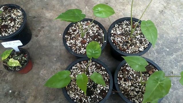 หูช้างด่างเหลือง ด่างติดหู ไม้ไข่สายลุ้น จากแม่ด่างเทพ Alocasia gageana aurea variegated смотреть онлайн