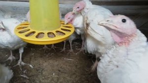 Индюки Хайбрид Конвертер 10 недель.  О кормлении и наборе массы.  Таблица роста