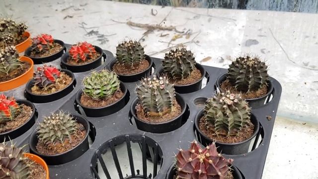 Cacti and Succulents - Trip to Glass Garden смотреть онлайн