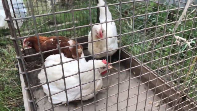 Как муж с чихуахуа курицу ловил смотреть онлайн