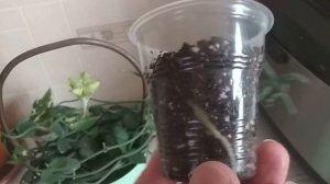 Церопегия Сандерсона- подвожу итоги укоренения. Вас ждёт сюрприз.