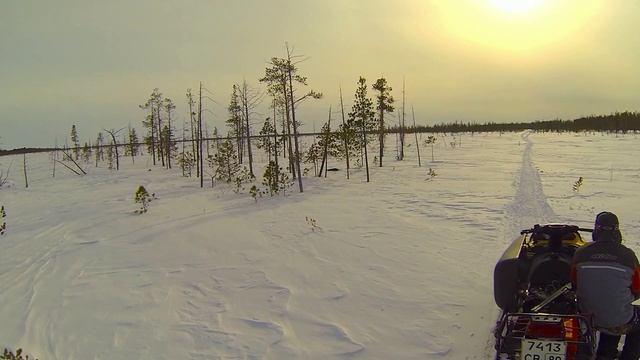 Встреча в тундре