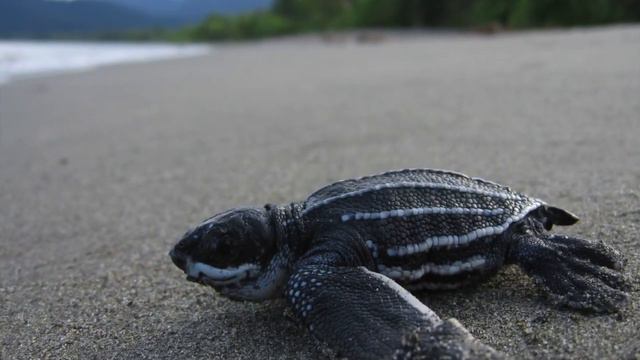 TOP10 Самых быстрых существ на Земле смотреть онлайн