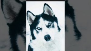 Хаски реп (Гав ууу я вою на луну)