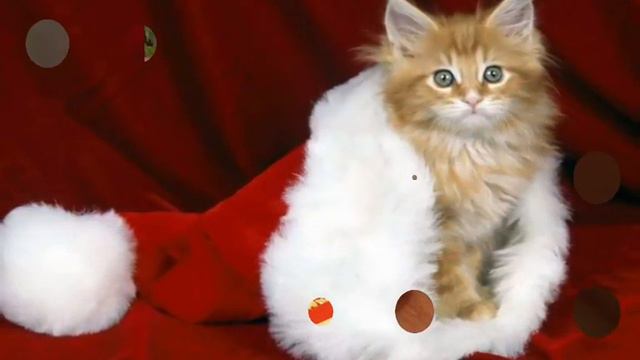 Санто-Котики, кто победил?-Решать тебе ;3