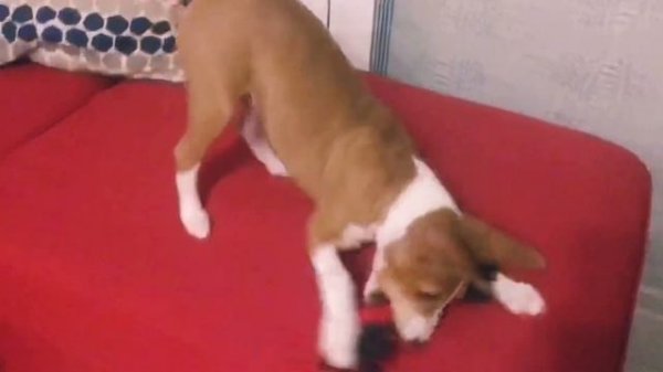 Молчун басенджи щенок лает / Silent Basenji barks