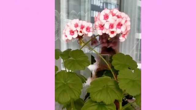 ФИАЛКИ И ГЕРАНЬ - ВСЕ ОТТЕНКИ РОЗОВОГО!!! смотреть онлайн