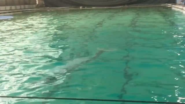 Влог #1: Андрей Акула в дельфинарии СПб Питер на Крестовском острове / Dolphinarium In St.Petersbur