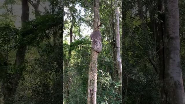 Ленивец лезет на дерево смотреть онлайн