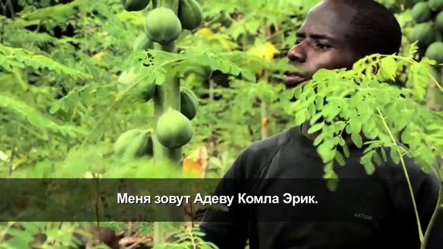 ТОГО: МОРИНГА ПОЛЬЗУЕТСЯ СПРОСОМ смотреть онлайн