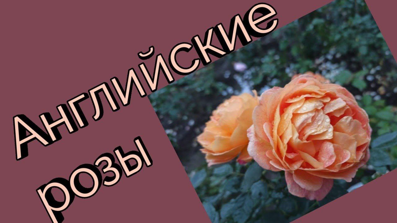 Английские розы.Лето 2020 г. Часть 1. смотреть онлайн