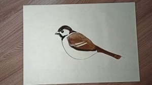 Как нарисовать воробья.