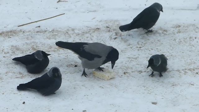 Галки и серая ворона за обедом. смотреть онлайн