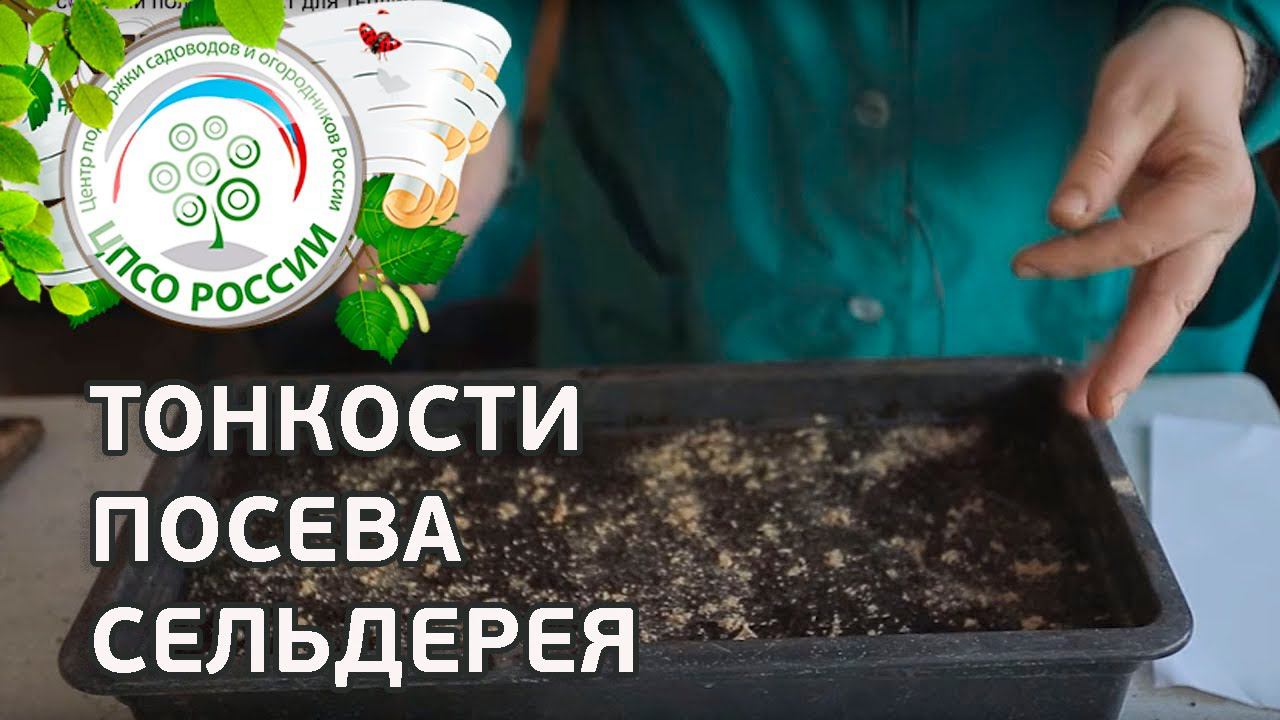 Как сеять сельдерей. Посев семян сельдерея корневого на рассаду. смотреть онлайн