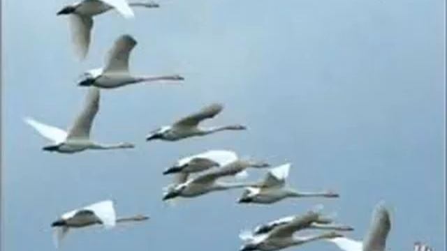 гр. АВАНА "ЛЕТИТЕ ЛЕБЕДИ" смотреть онлайн