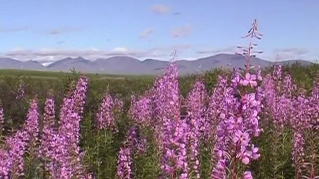 На Полярном Урале часть 1 смотреть онлайн