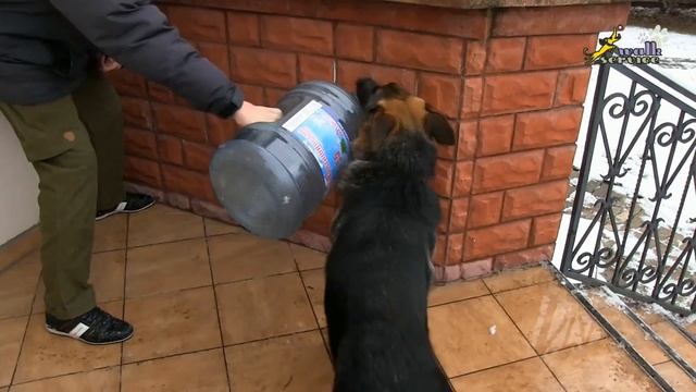 4 The Dog for Protection Anti IPO method смотреть онлайн