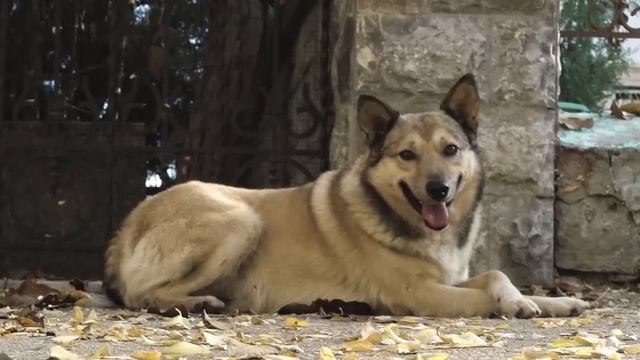 Стас Море - Счастье есть (Официальное видео 2019) смотреть онлайн