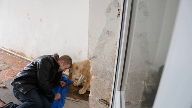 Олег Зубков и львичка Зара смотреть онлайн