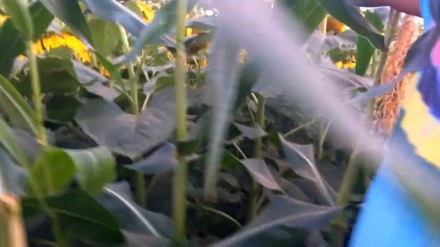 Наша супер -сладкая кукуруза на капельном поливе. смотреть онлайн