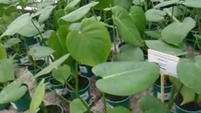 Цветочная рассада. Теплица в "Белой даче" смотреть онлайн