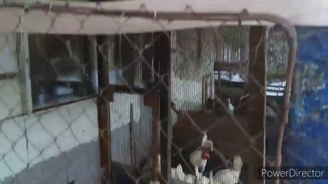 Деревенское Бесплатное Народное Средство для Кур Несушек// Куры Леггорн-Лучшая Несушка! смотреть онлайн