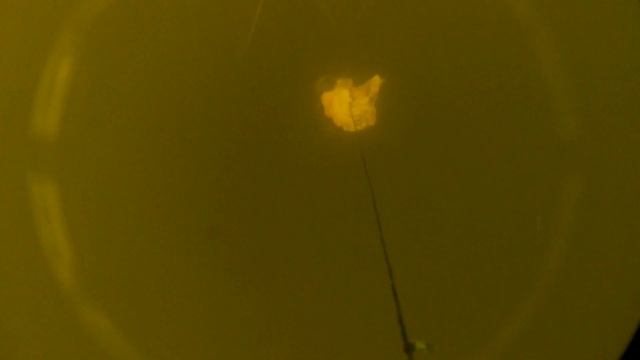 Рыбалка на сома с квоком. Подход сома к приманке. Подводная съёмка смотреть онлайн