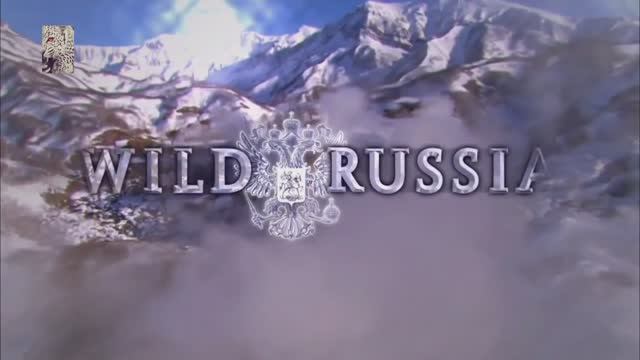 дикая природа России смотреть онлайн