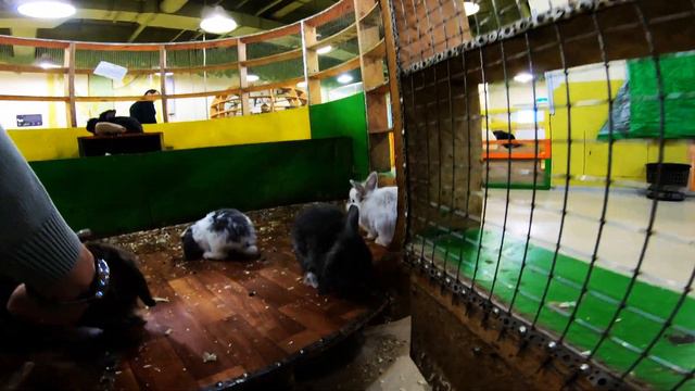 София в зоопарке смотреть онлайн