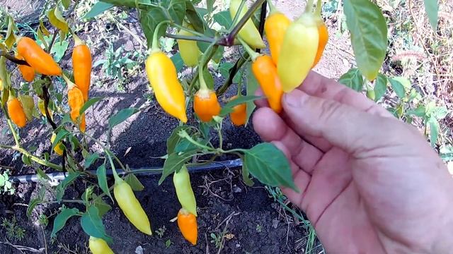 Aji Habanero. Сорт острого перца