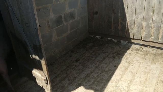 Как проходит супоросность у свинки? Вес спустя 2 месяца. Набираем быстро! смотреть онлайн