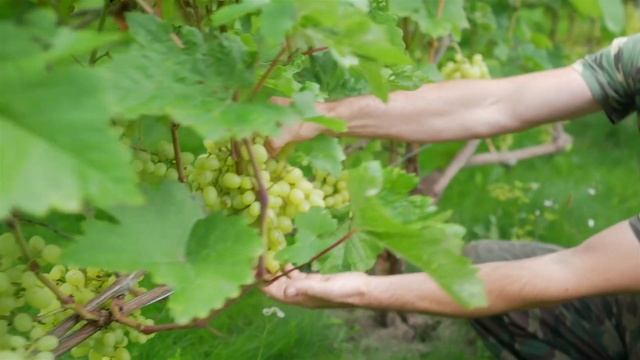 Сорт винограда Продюсер. ? Описание сорта винограда Продюсер. смотреть онлайн